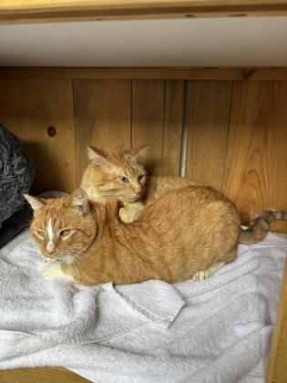 Enlarge Remy, a ADOPTABLE Domestic Short Hair in Steamboat Springs, CO image 3/3