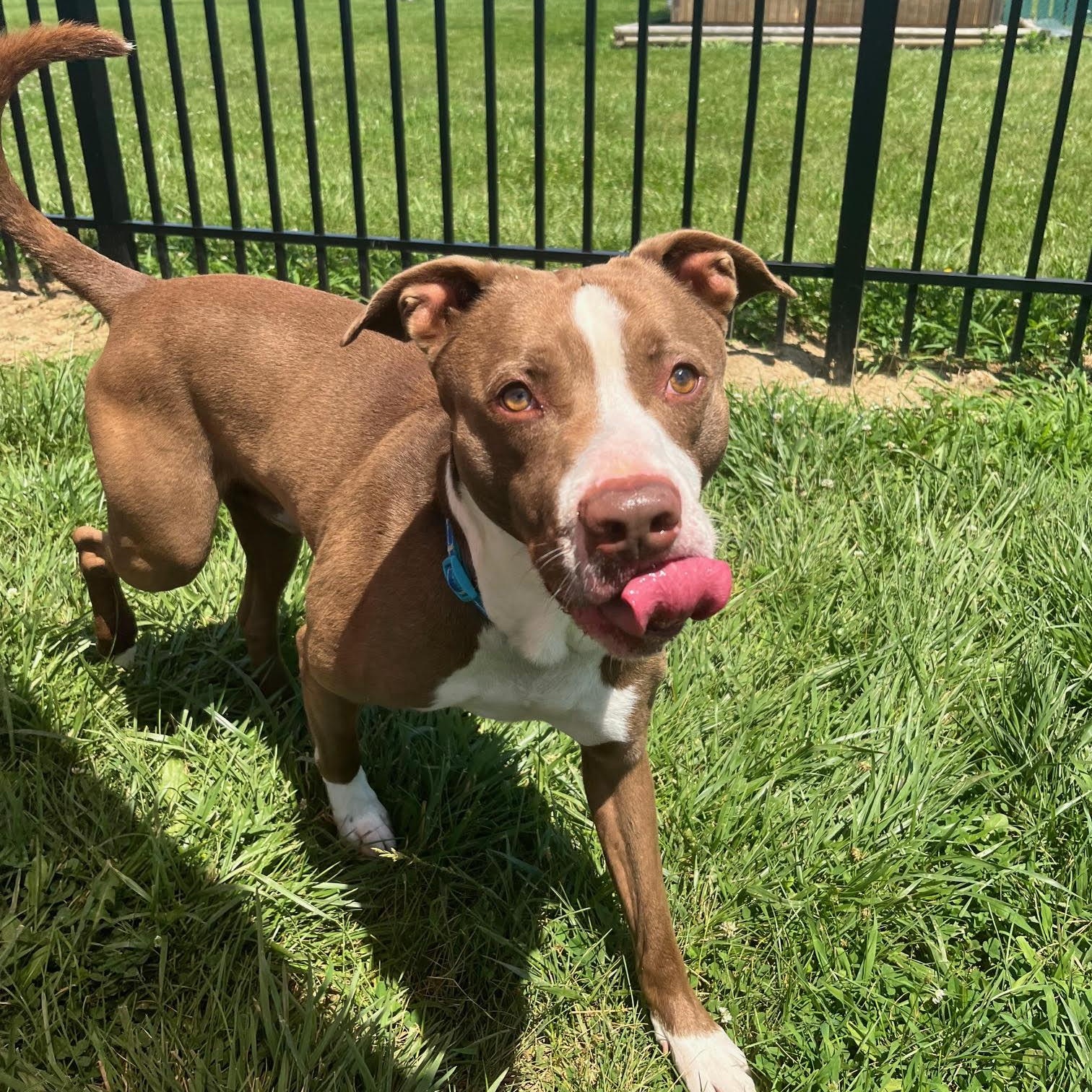 Enlarge Dewey, an adoptable mixed breed in West Jefferson, OH image 3/4