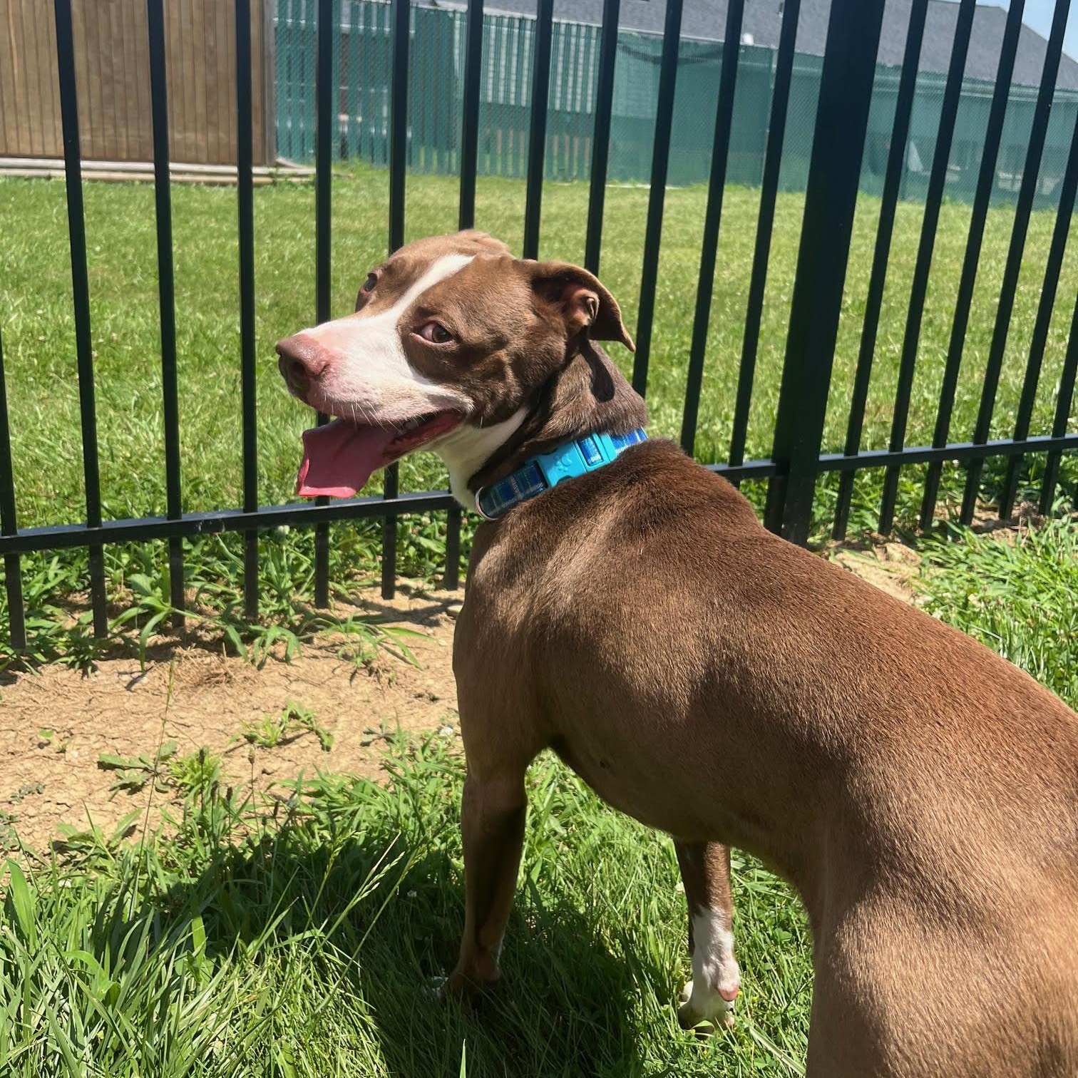 Enlarge Dewey, an adoptable mixed breed in West Jefferson, OH image 2/4