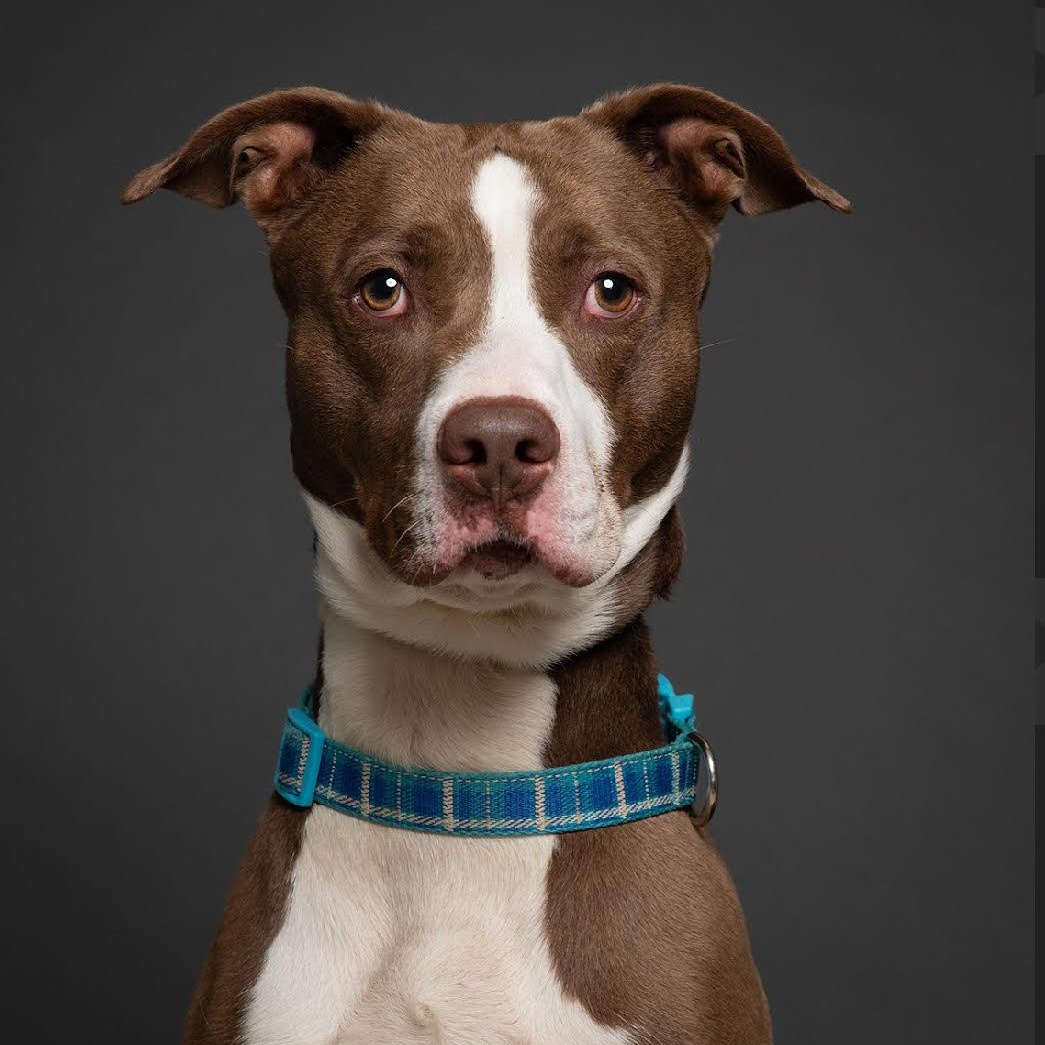 Enlarge Dewey, an adoptable mixed breed in West Jefferson, OH image 1/4