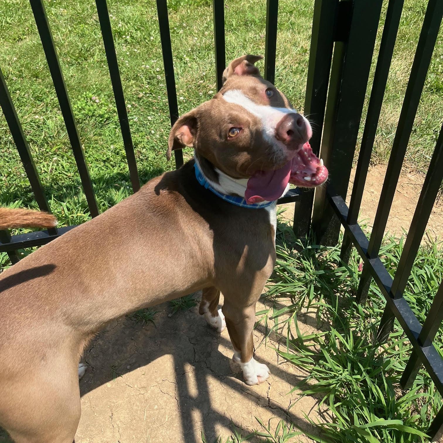 Enlarge Dewey, an adoptable mixed breed in West Jefferson, OH image 4/4