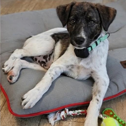 Theo, adopted, Puppy Male Mixed Breed.