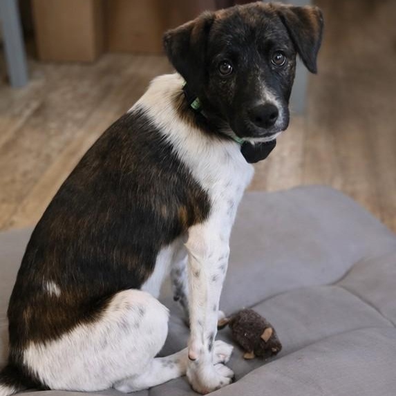 Theo, an adopted mixed breed in Baltimore, MD image 2/2