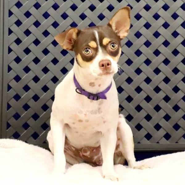 Marky, Adoptable, Adult Male Chihuahua.