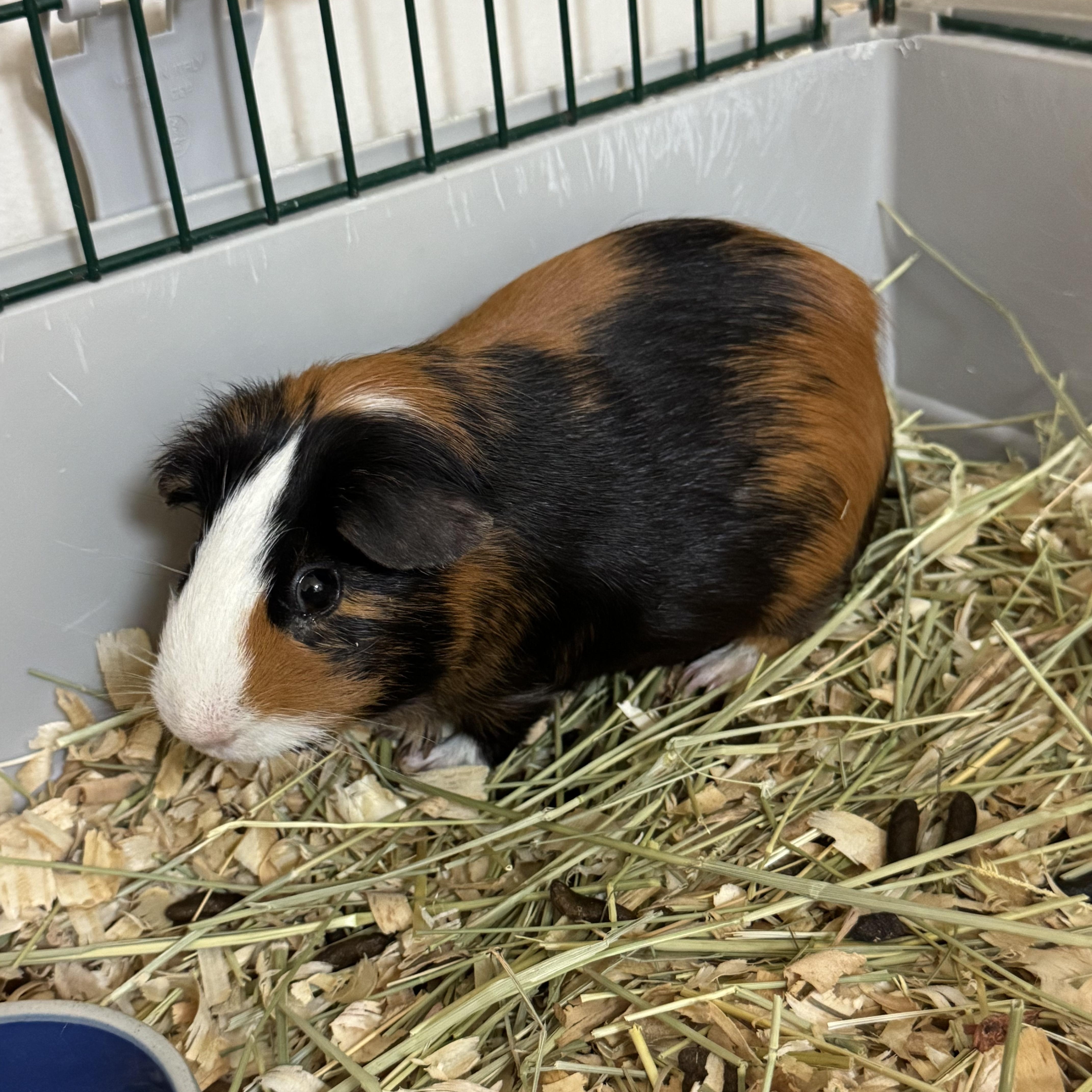Reese, Young Male Guinea Pig