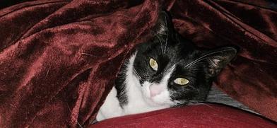Oreo, Adoptable, Adult Male Domestic Short Hair.