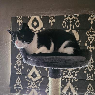 Enlarge Oreo, a Adoptable Domestic Short Hair in Davis, CA image 2/3