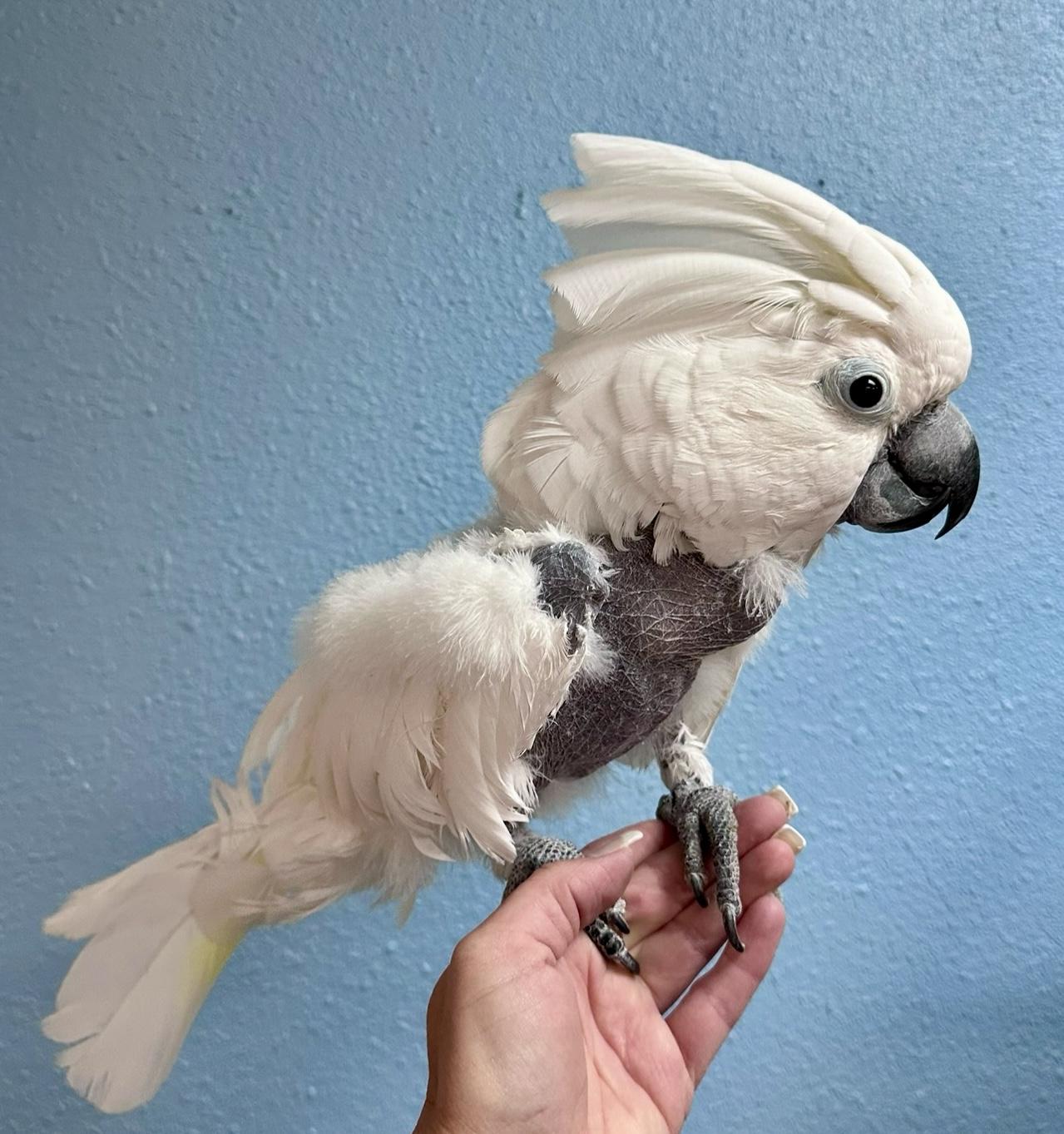 Q-Tip The Umbrella Cockatoo, Adoptable, Adult Unknown Cockatoo.