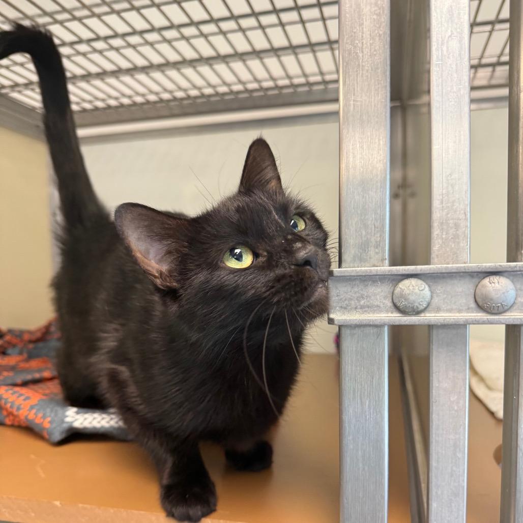 Enlarge Onyx, a Adoptable Domestic Short Hair in Birdsboro, PA image 1/2