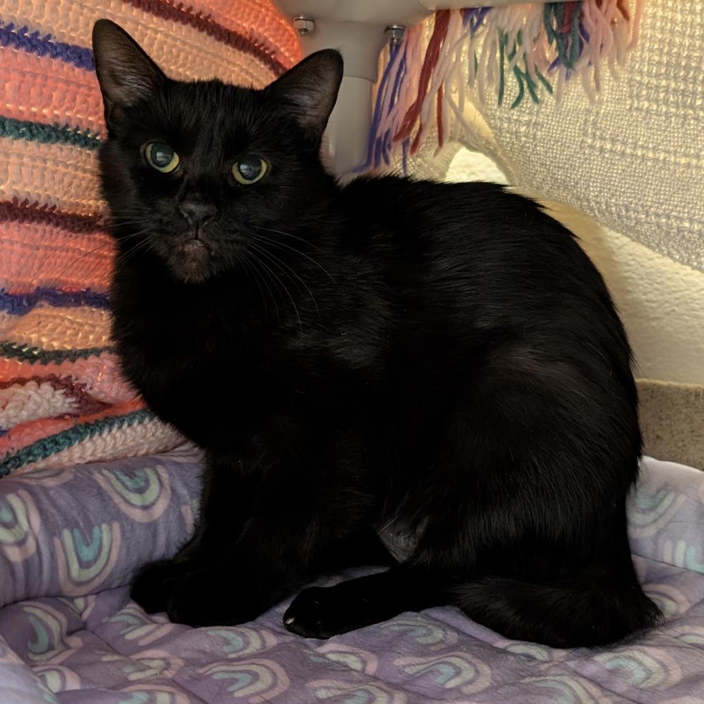 Enlarge Onyx, a Adoptable Domestic Short Hair in Birdsboro, PA image 2/2