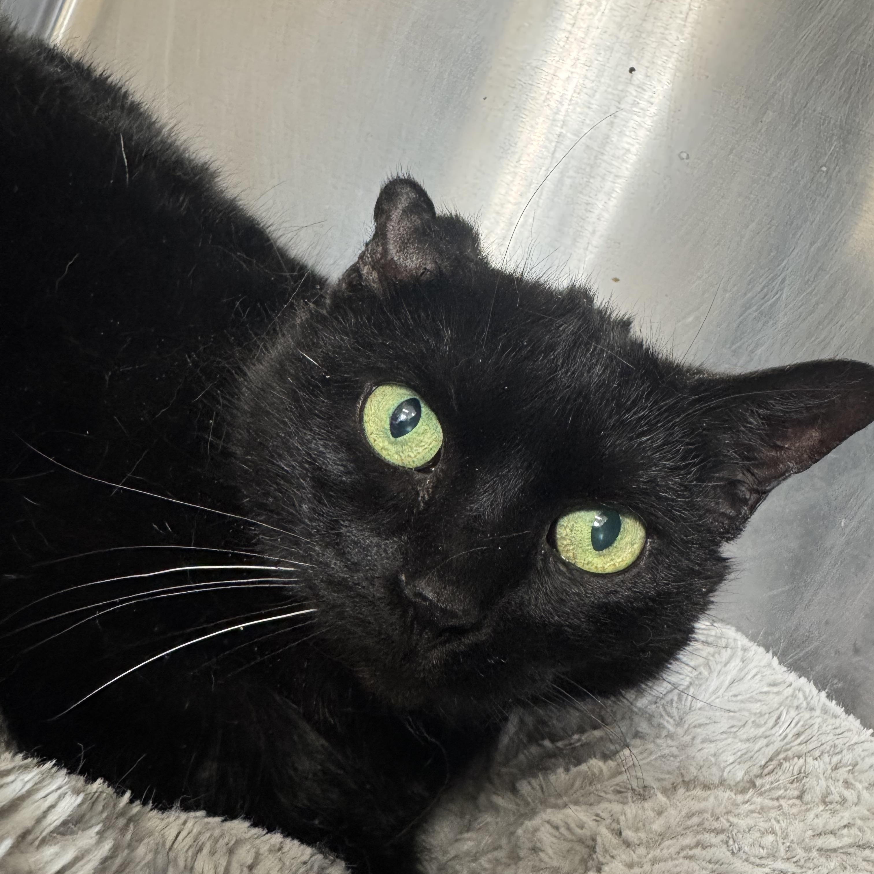 Toothless, a ADOPTABLE Domestic Short Hair in Woodbridge, CT image 2/2