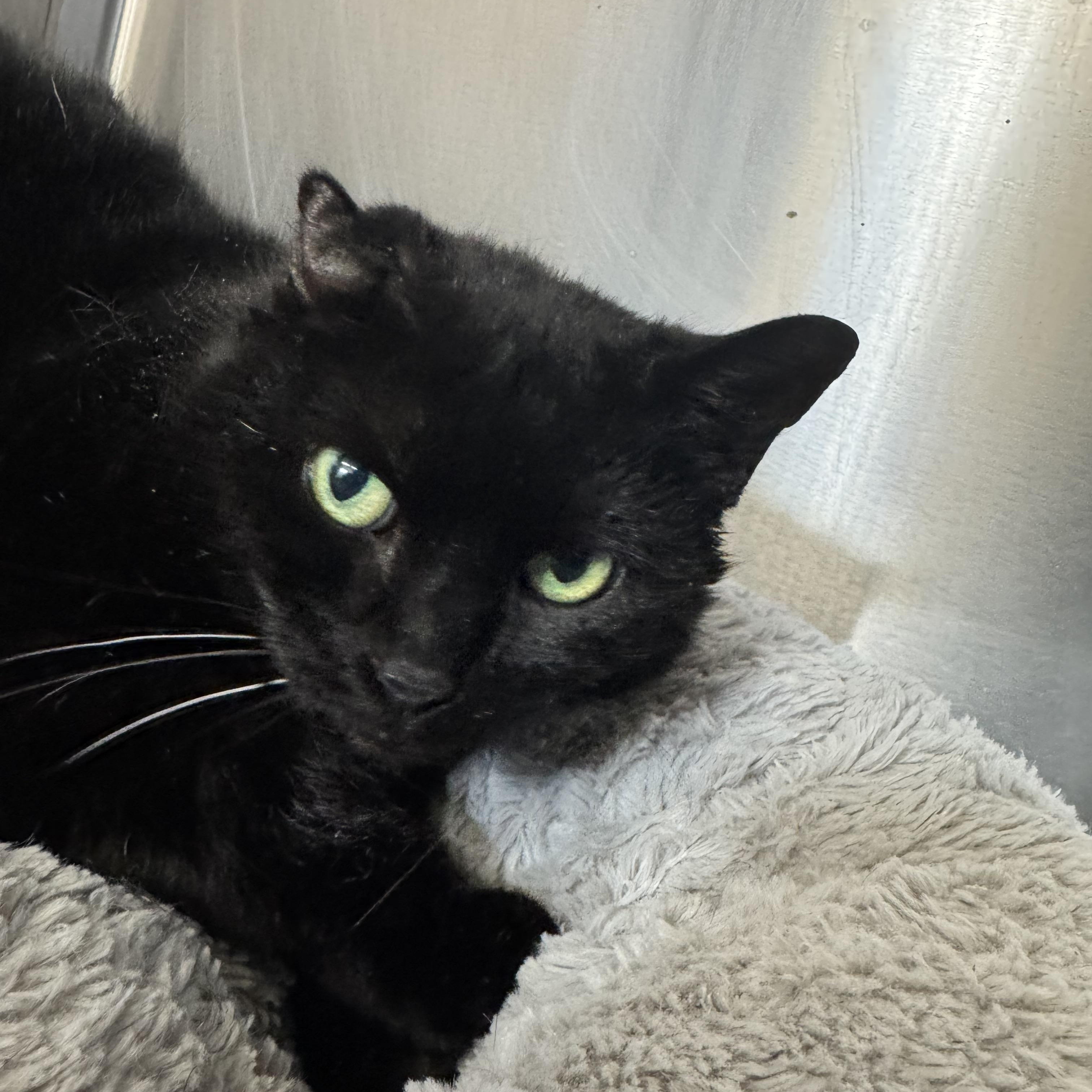 Toothless, ADOPTABLE, Adult Female Domestic Short Hair.