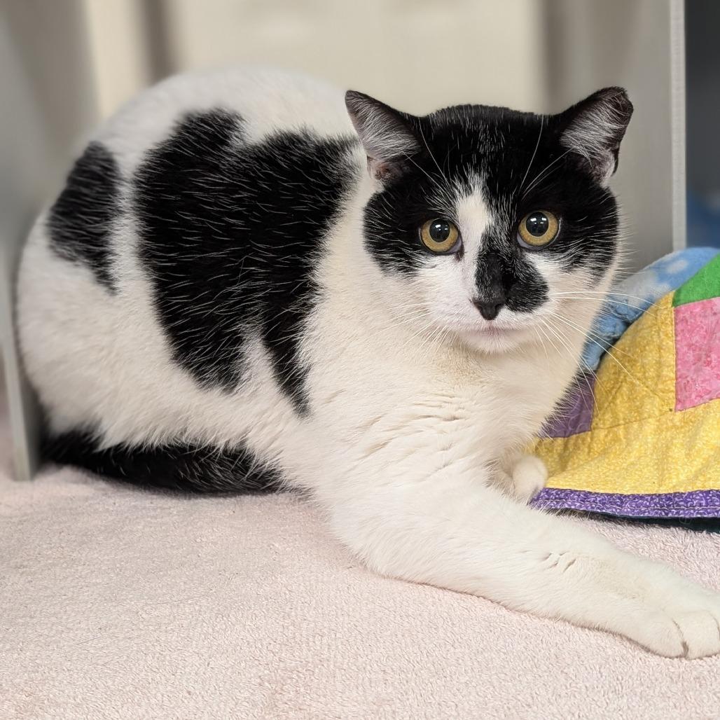 Enlarge Snickers, a Adoptable Domestic Short Hair in Buchanan Dam, TX image 1/2