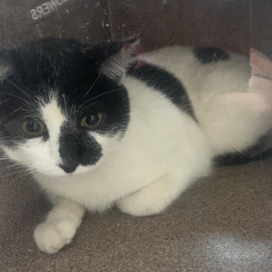 Enlarge Snickers, a Adoptable Domestic Short Hair in Buchanan Dam, TX image 2/2