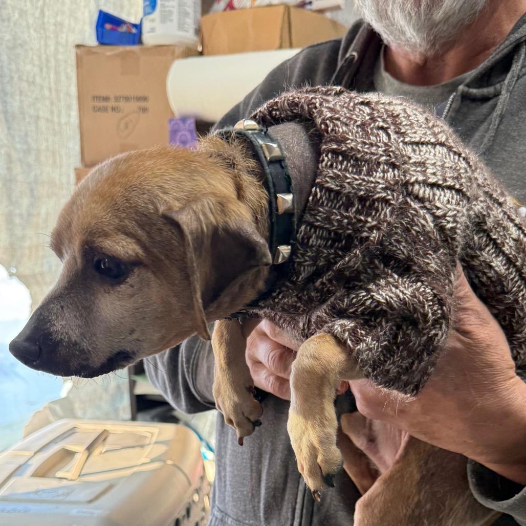 Enlarge Benny, a Adoptable mixed breed in Normal, IL image 1/5