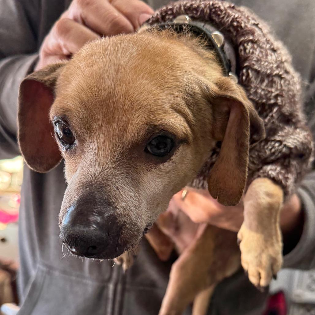 Enlarge Benny, a Adoptable mixed breed in Normal, IL image 2/5