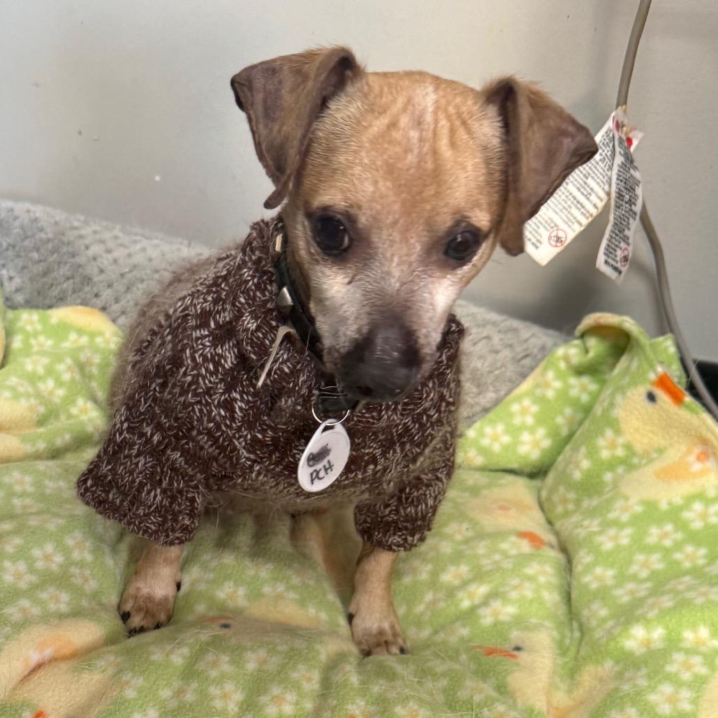 Enlarge Benny, a Adoptable mixed breed in Normal, IL image 4/5