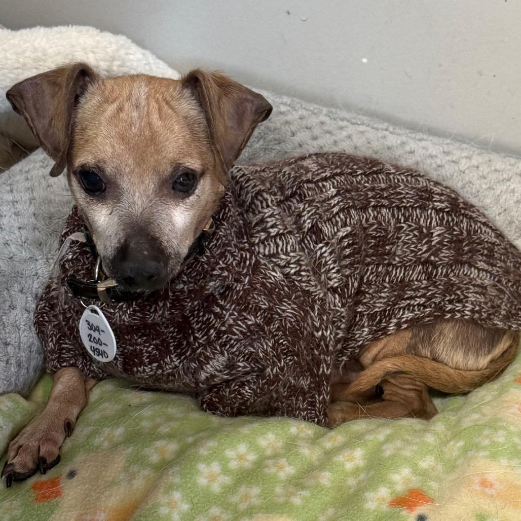 Enlarge Benny, a Adoptable mixed breed in Normal, IL image 5/5