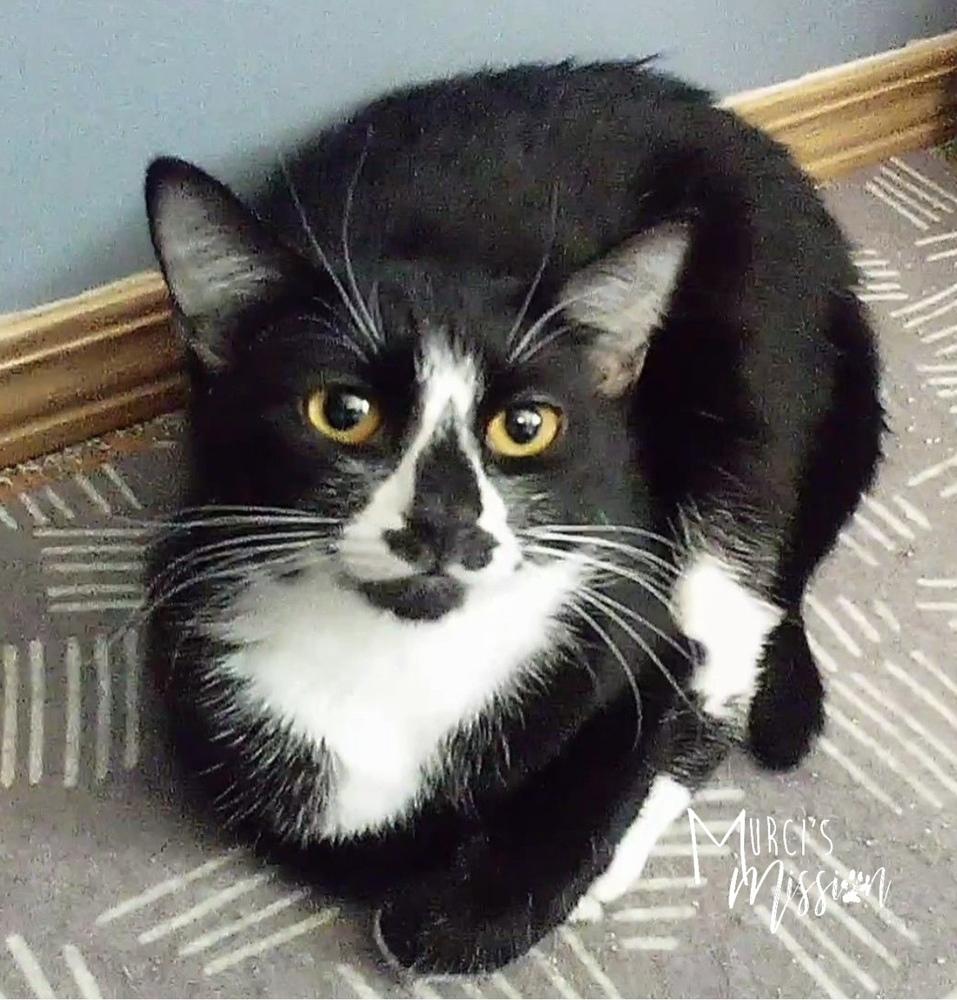 Rosalie, Adoptable, Adult Female Domestic Short Hair.