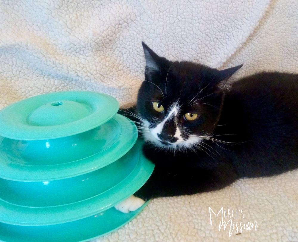 Enlarge Rosalie, a Adoptable mixed breed in Spokane , WA image 3/6