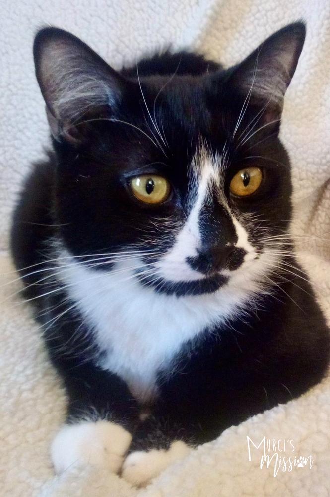 Enlarge Rosalie, a Adoptable mixed breed in Spokane , WA image 5/6