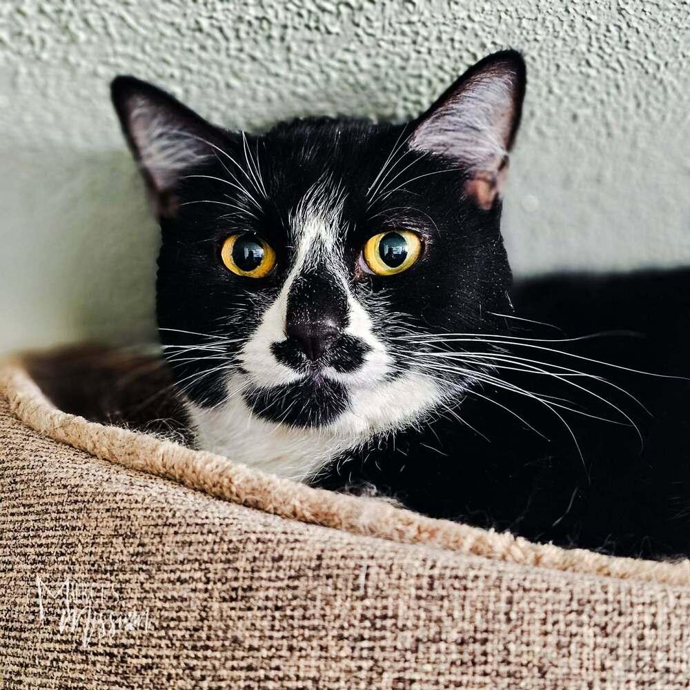 Enlarge Rosalie, a Adoptable mixed breed in Spokane , WA image 6/6