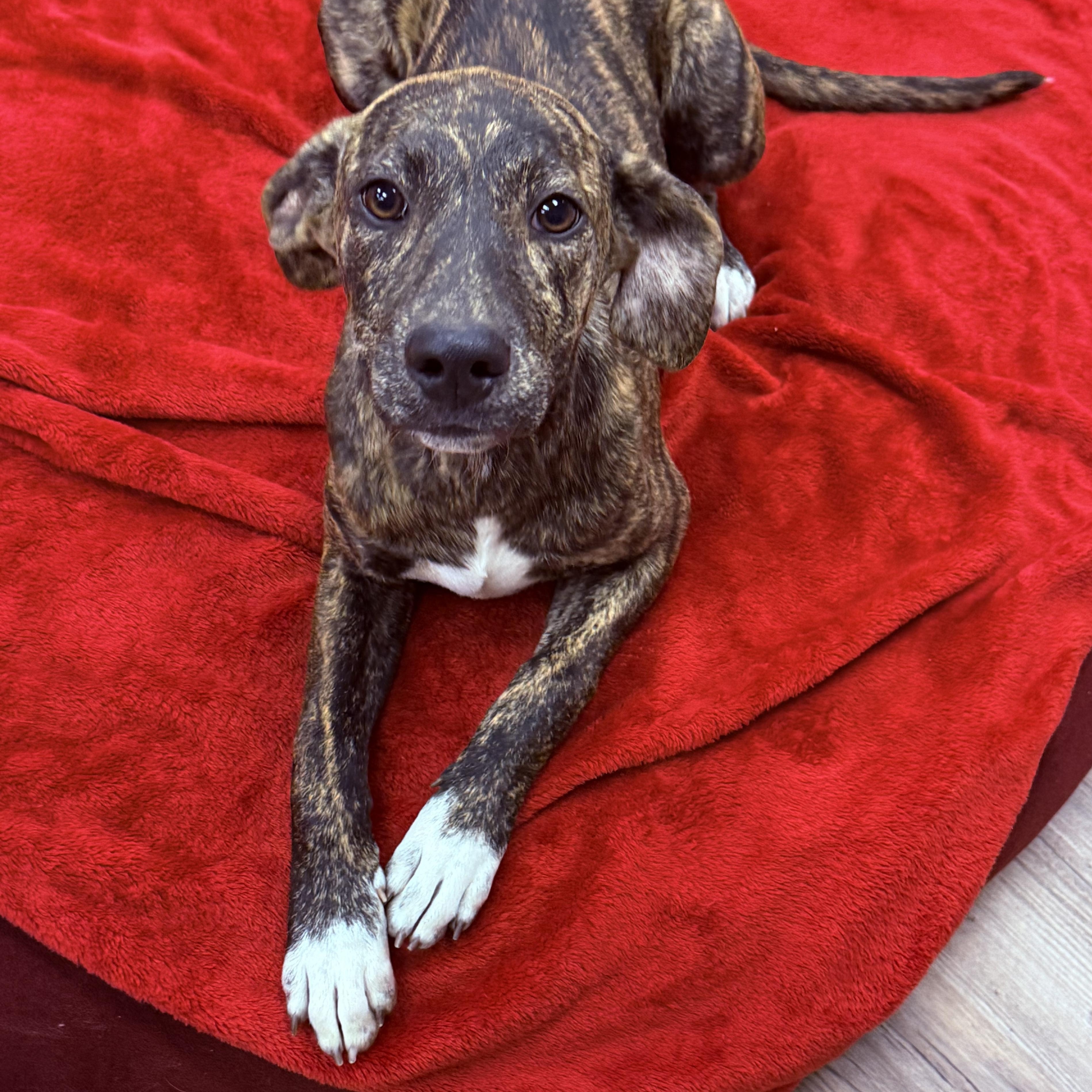 Savannah thumbnail 2