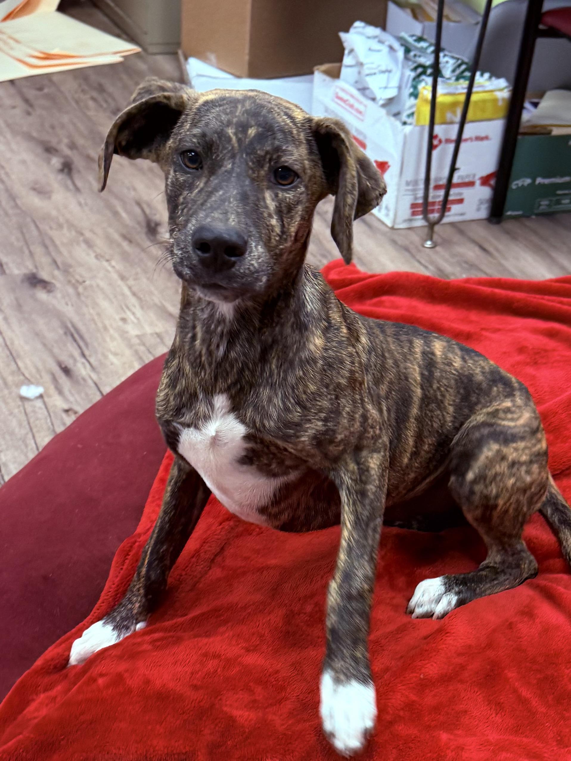 Savannah thumbnail 3