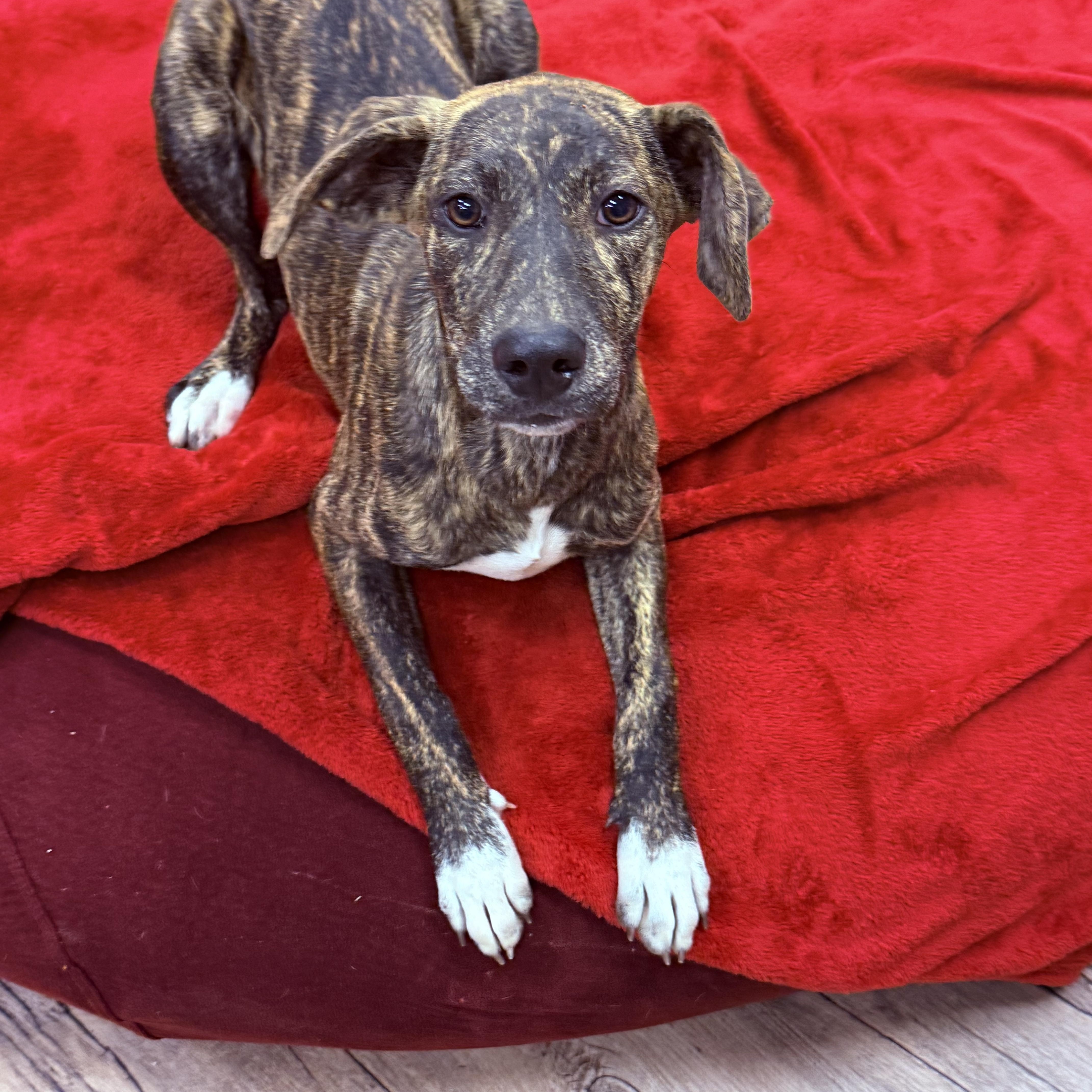 Savannah thumbnail 4