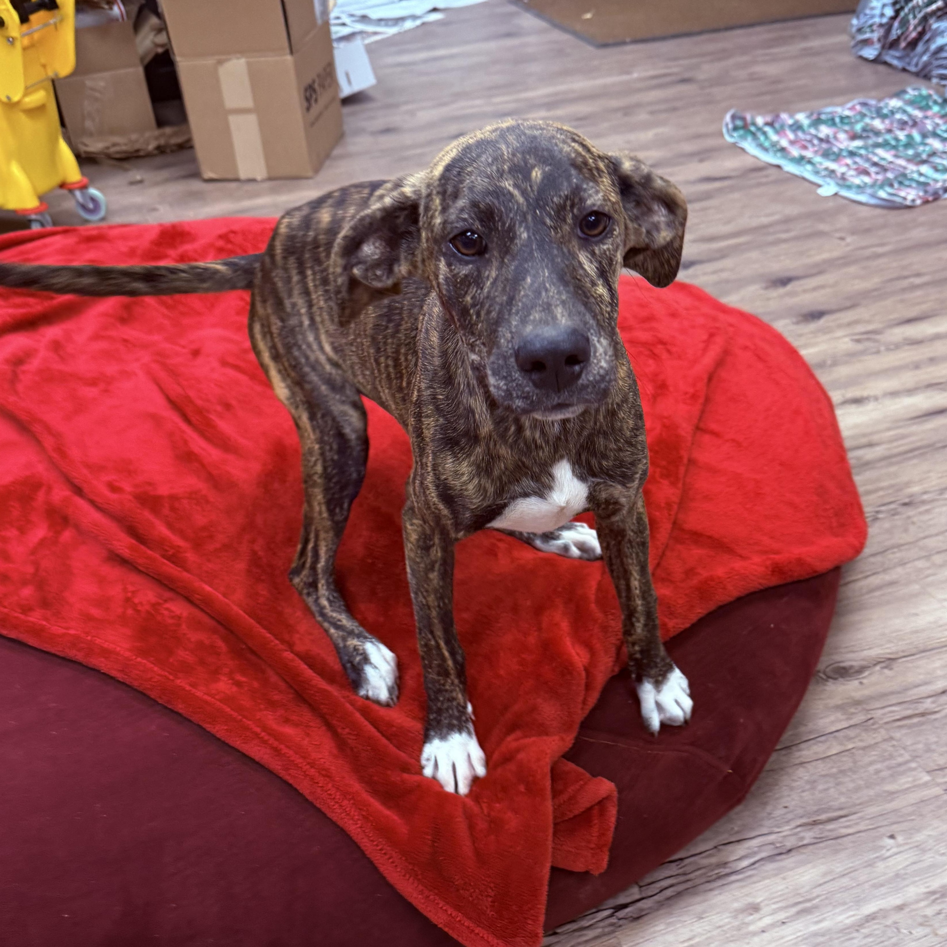 Savannah thumbnail 5