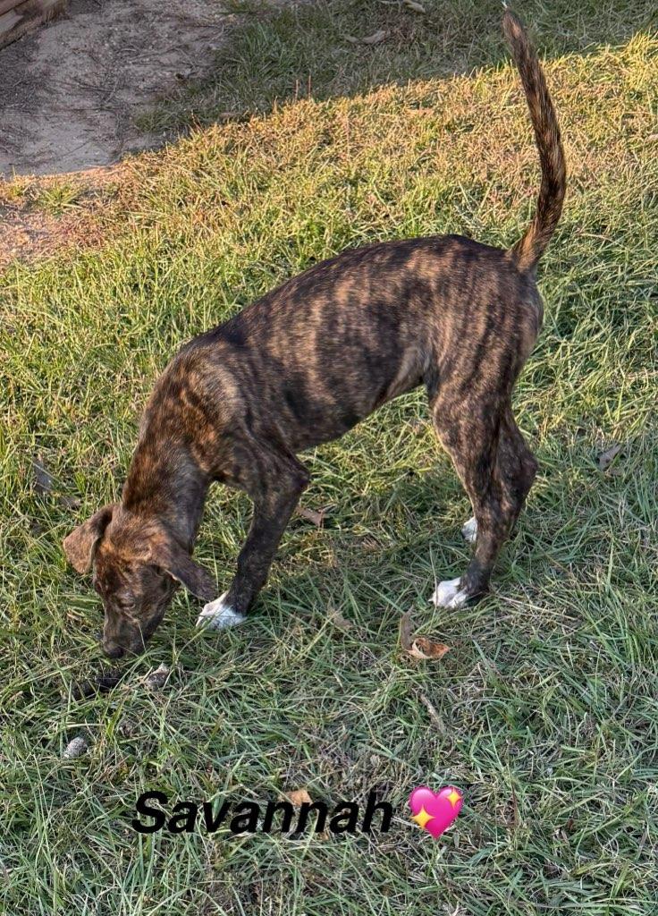 Savannah thumbnail 6