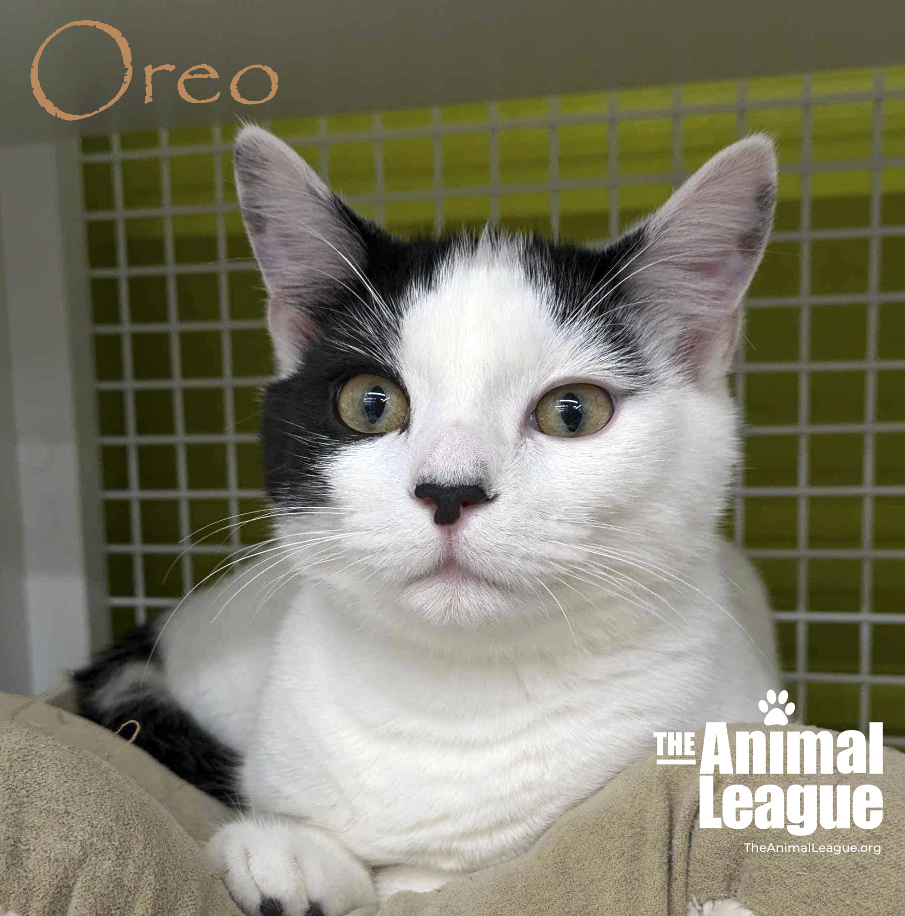Oreo