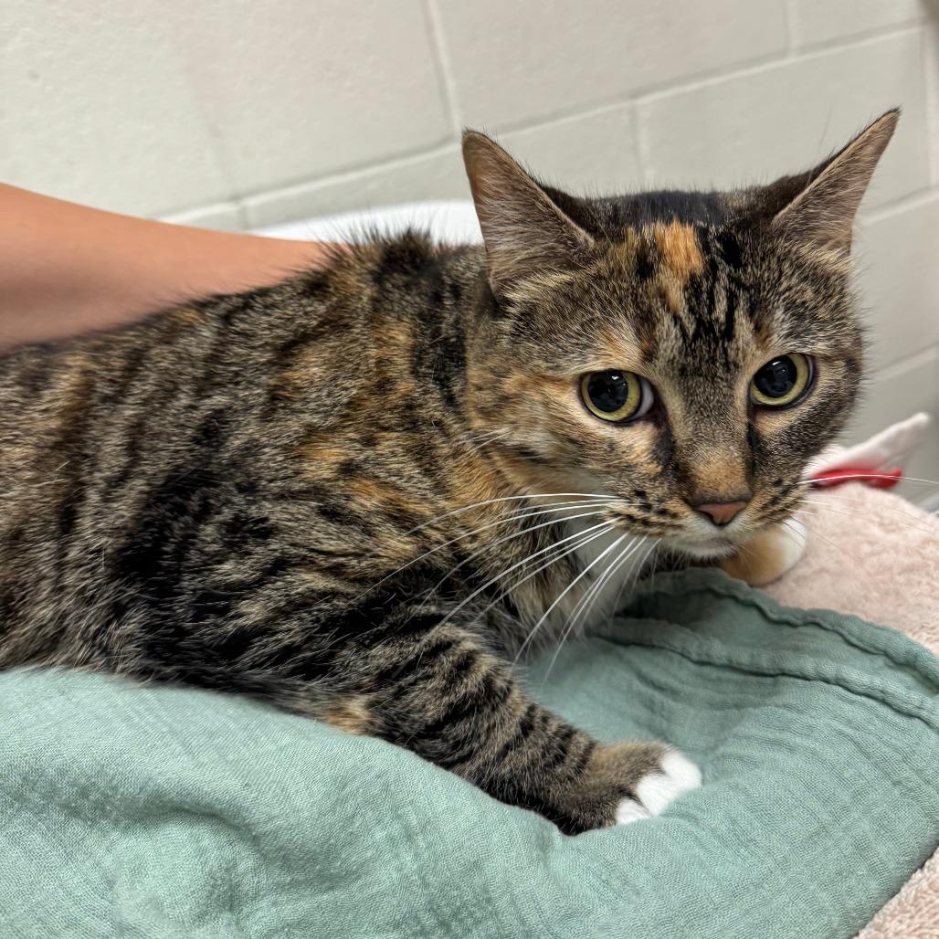 Enlarge Bones, a Adoptable Domestic Short Hair in Murray, UT image 1/1