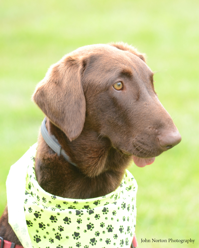Enlarge Dani, a Adoptable Labrador Retriever in Albany, NY image 1/10
