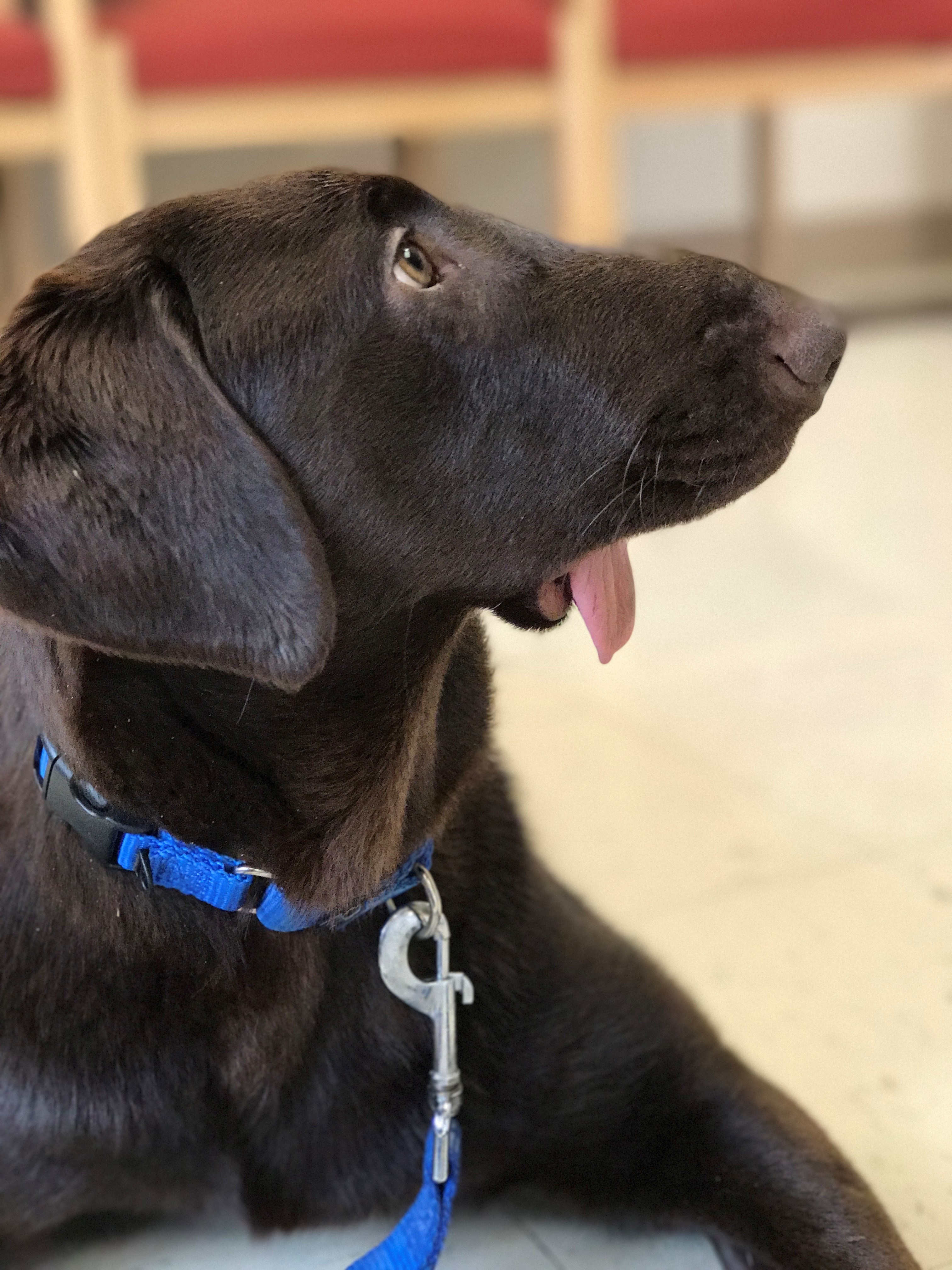 Enlarge Dani, a Adoptable Labrador Retriever in Albany, NY image 2/10