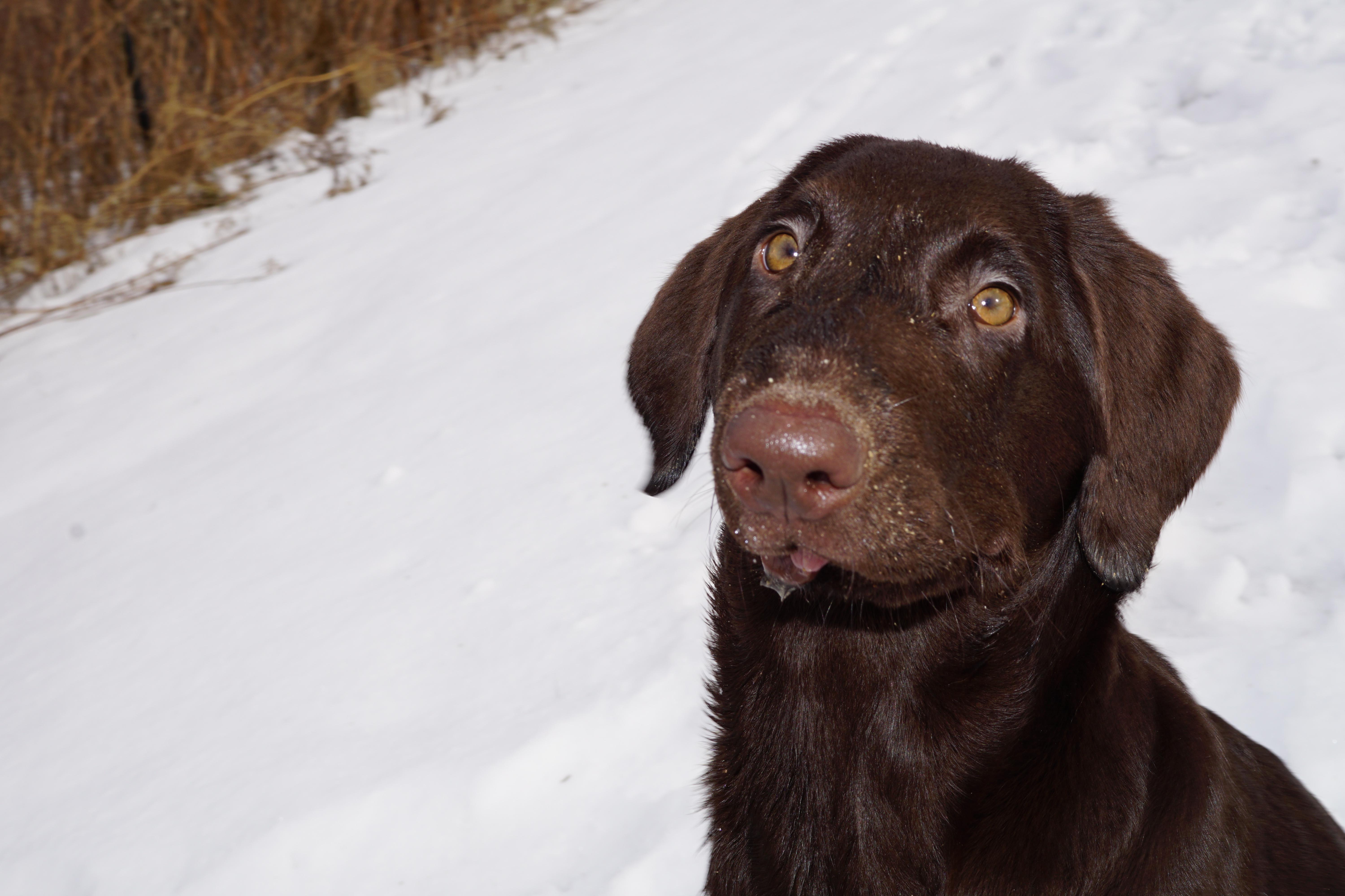 Enlarge Dani, a Adoptable Labrador Retriever in Albany, NY image 3/10