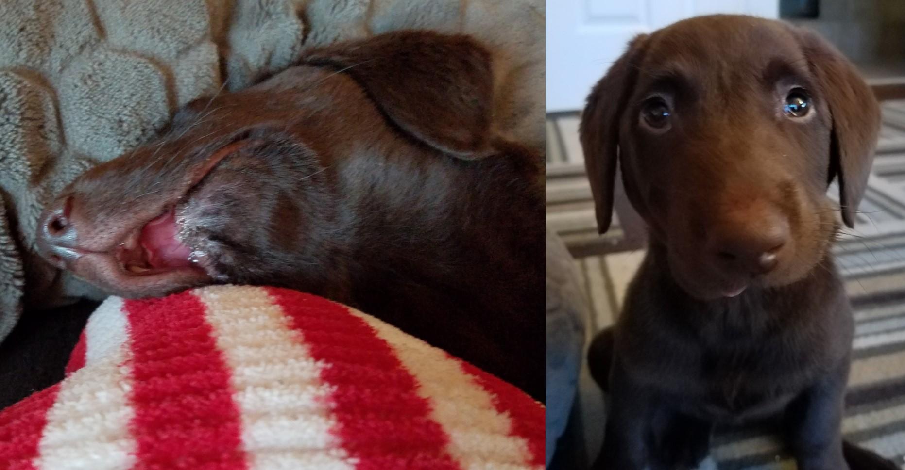 Enlarge Dani, a Adoptable Labrador Retriever in Albany, NY image 4/10