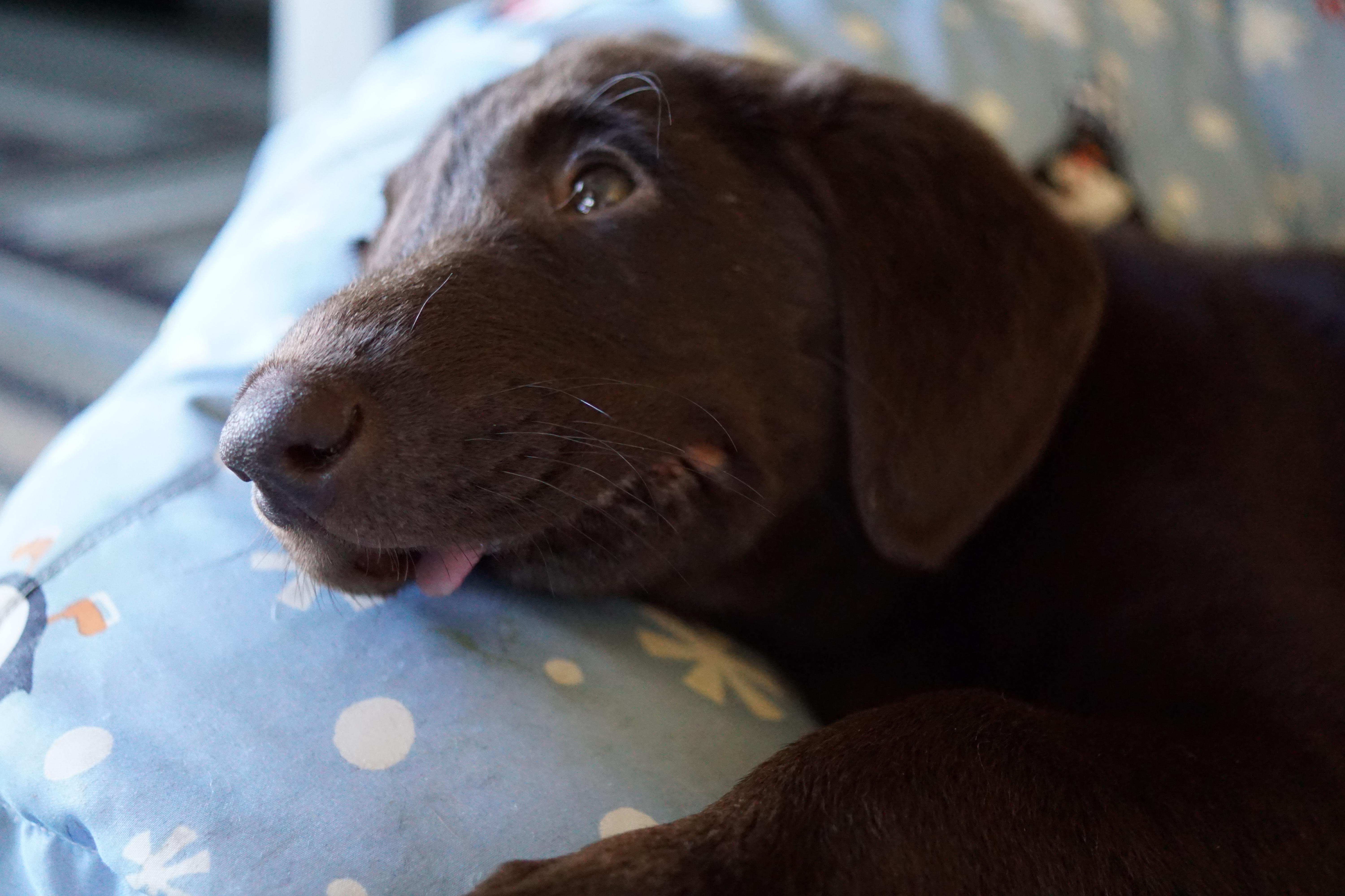 Enlarge Dani, a Adoptable Labrador Retriever in Albany, NY image 5/10