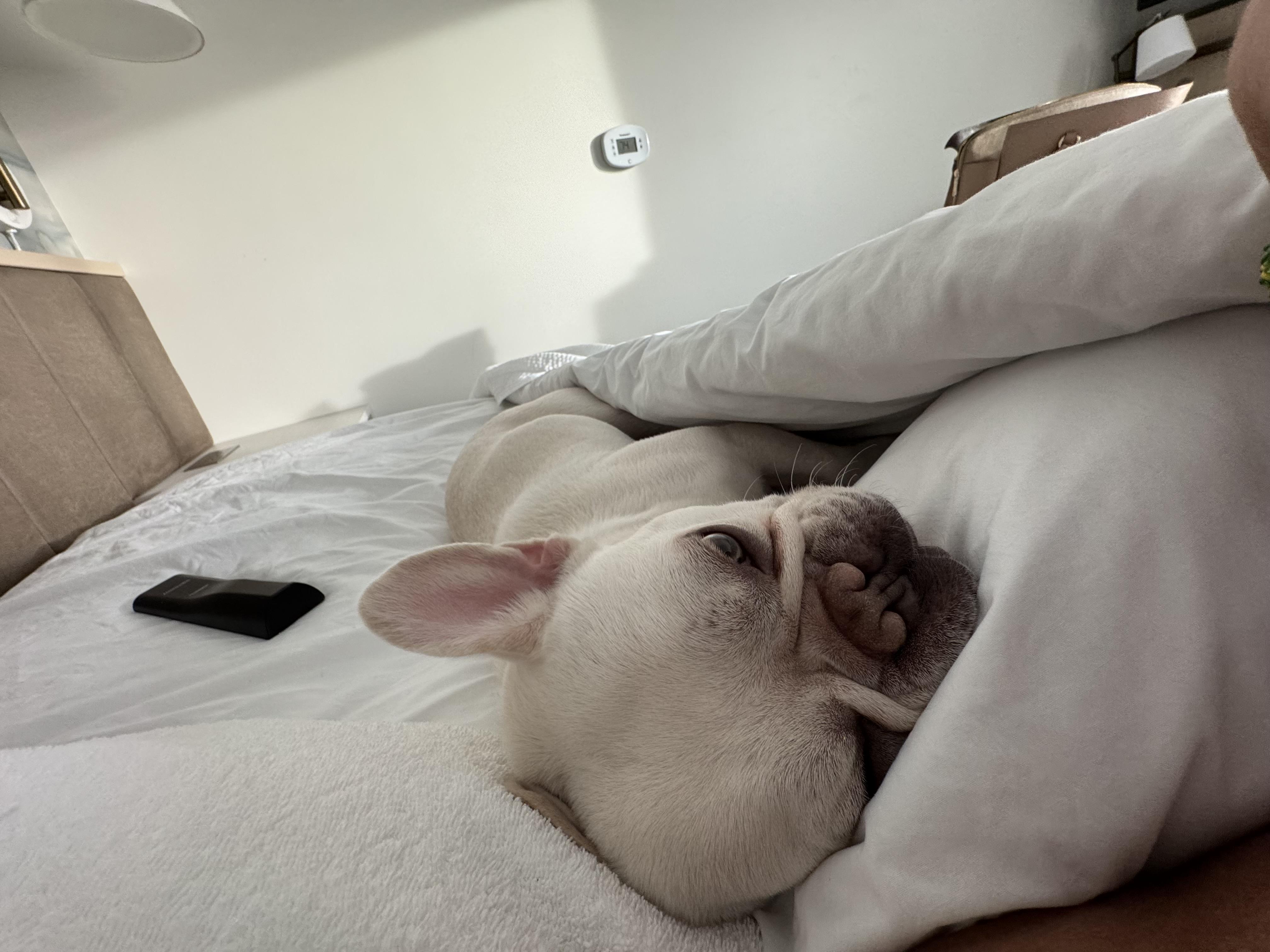 Taz, a Adopted French Bulldog in San Diego, CA image 1/5