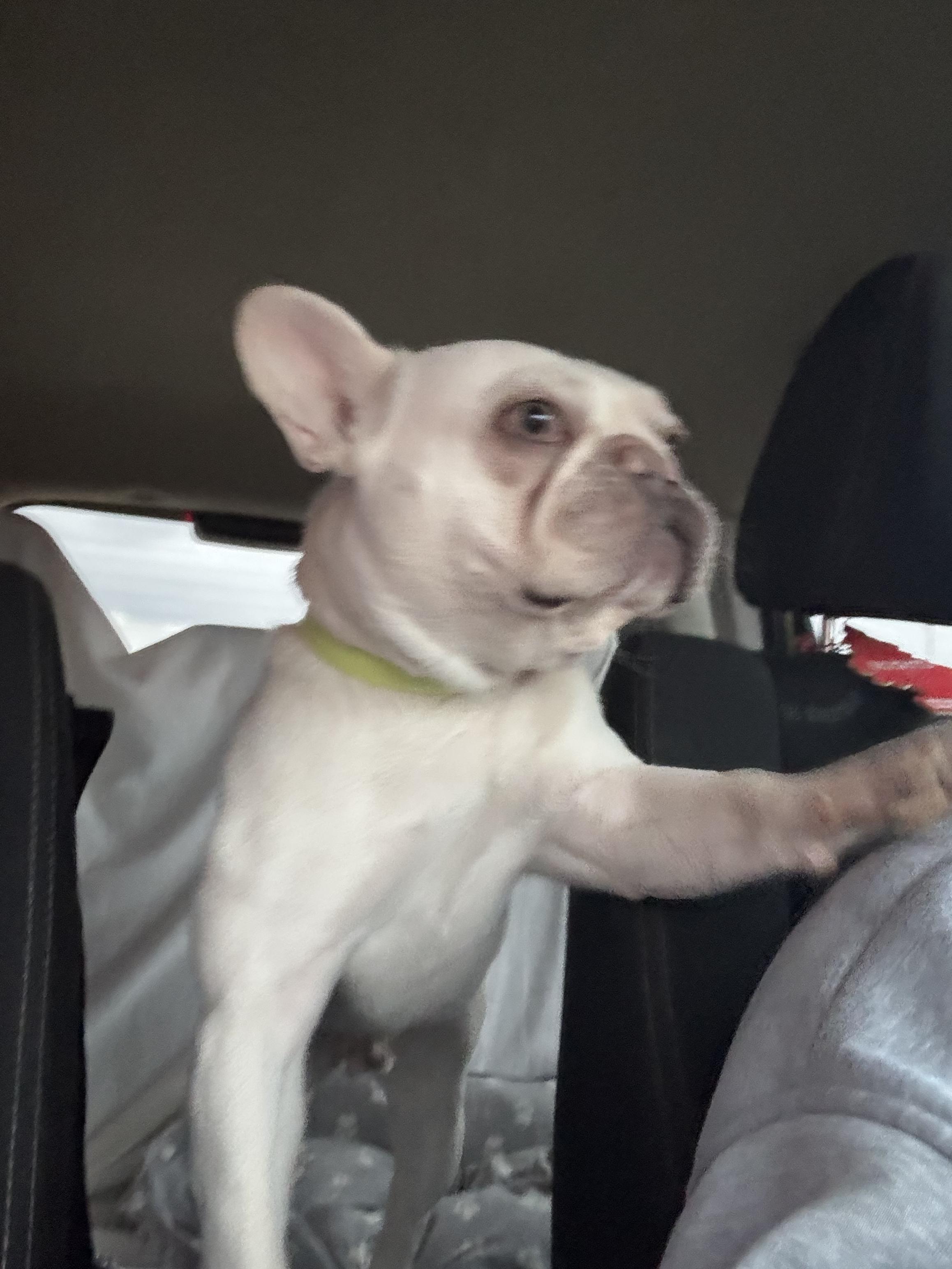 Taz, a Adopted French Bulldog in San Diego, CA image 2/5