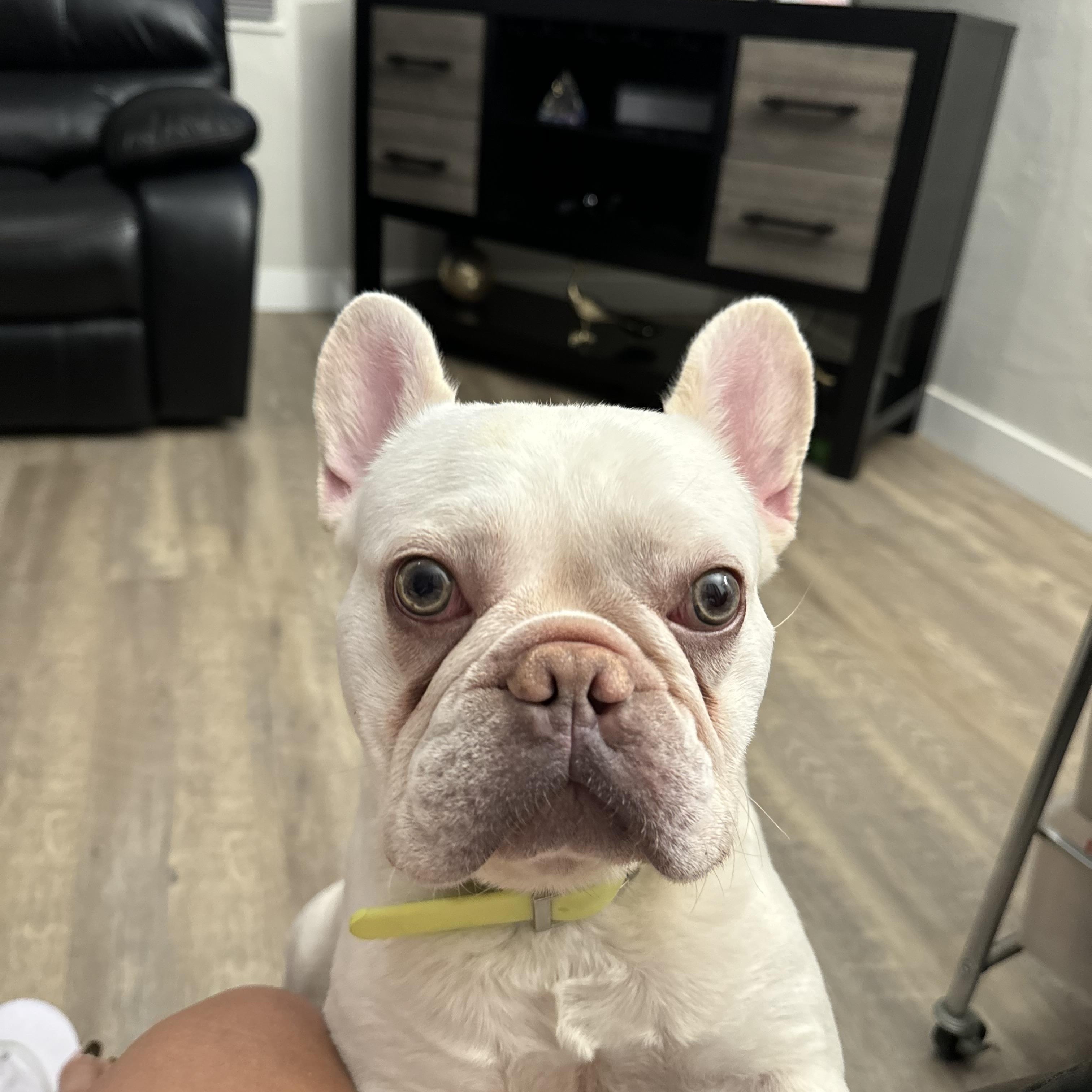 Taz, a Adopted French Bulldog in San Diego, CA image 3/5