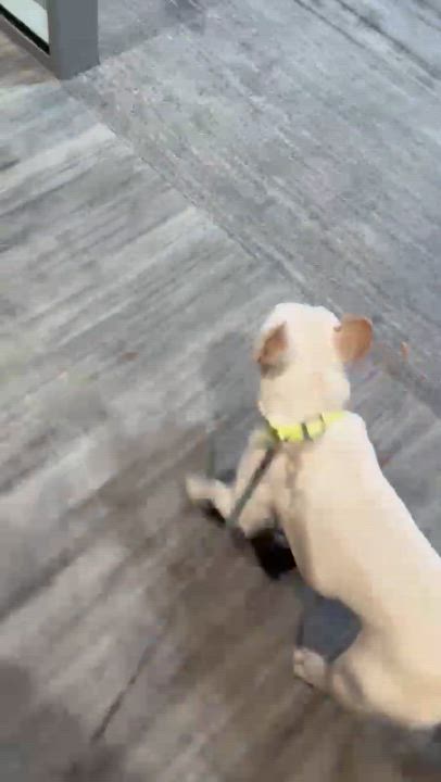 Enlarge Taz, a Adopted French Bulldog in San Diego, CA video 5/5