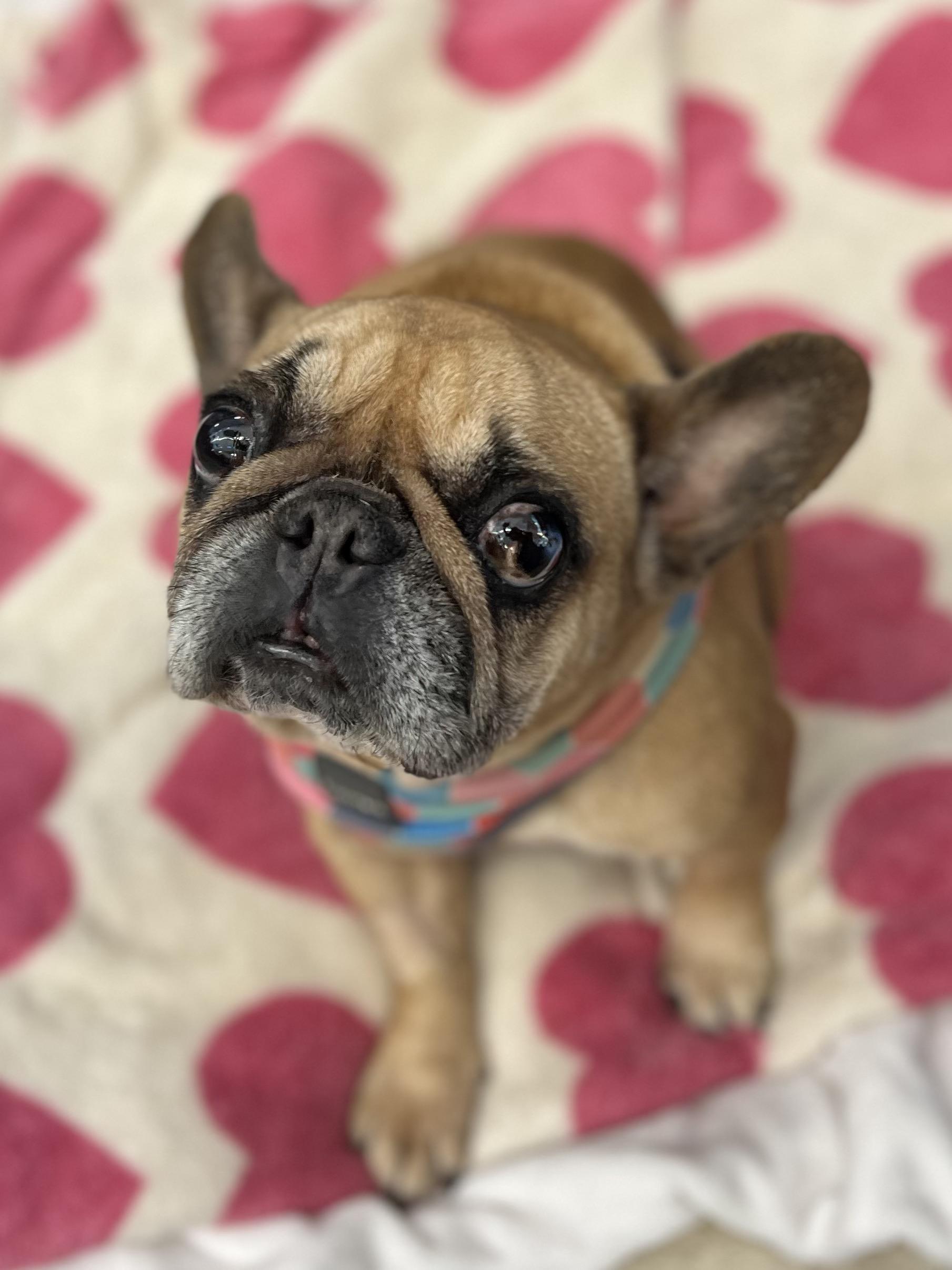 Enlarge Francine, an adopted French Bulldog in New Rochelle, NY image 2/4