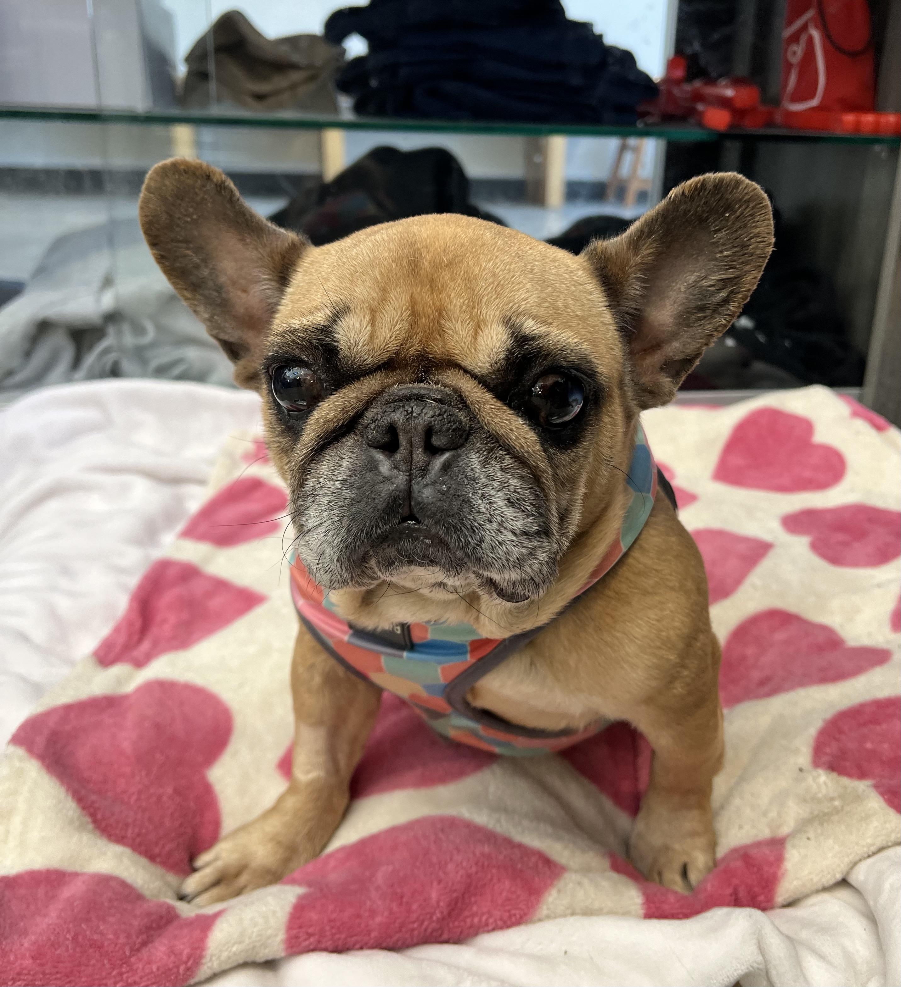 Enlarge Francine, an adopted French Bulldog in New Rochelle, NY image 3/4