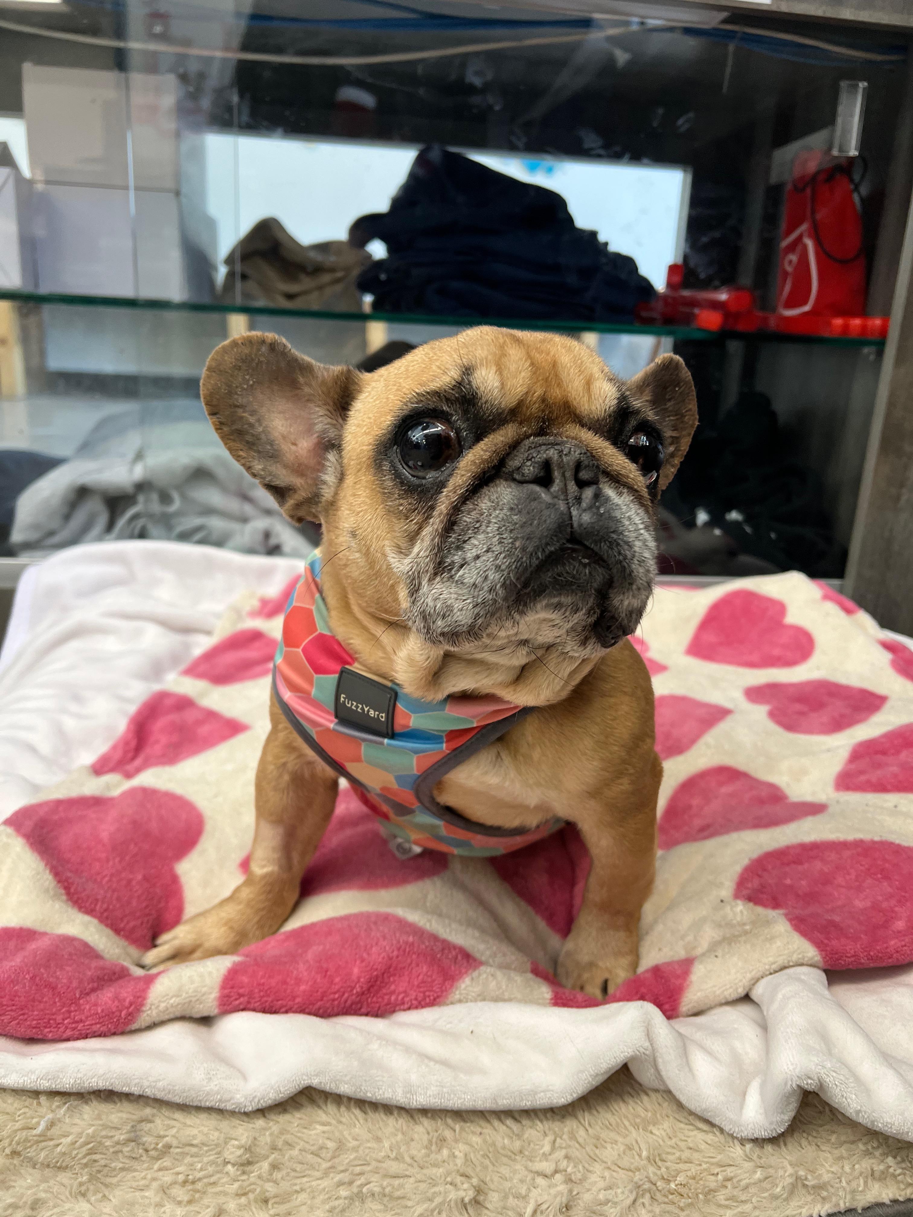 Enlarge Francine, an adopted French Bulldog in New Rochelle, NY image 4/4