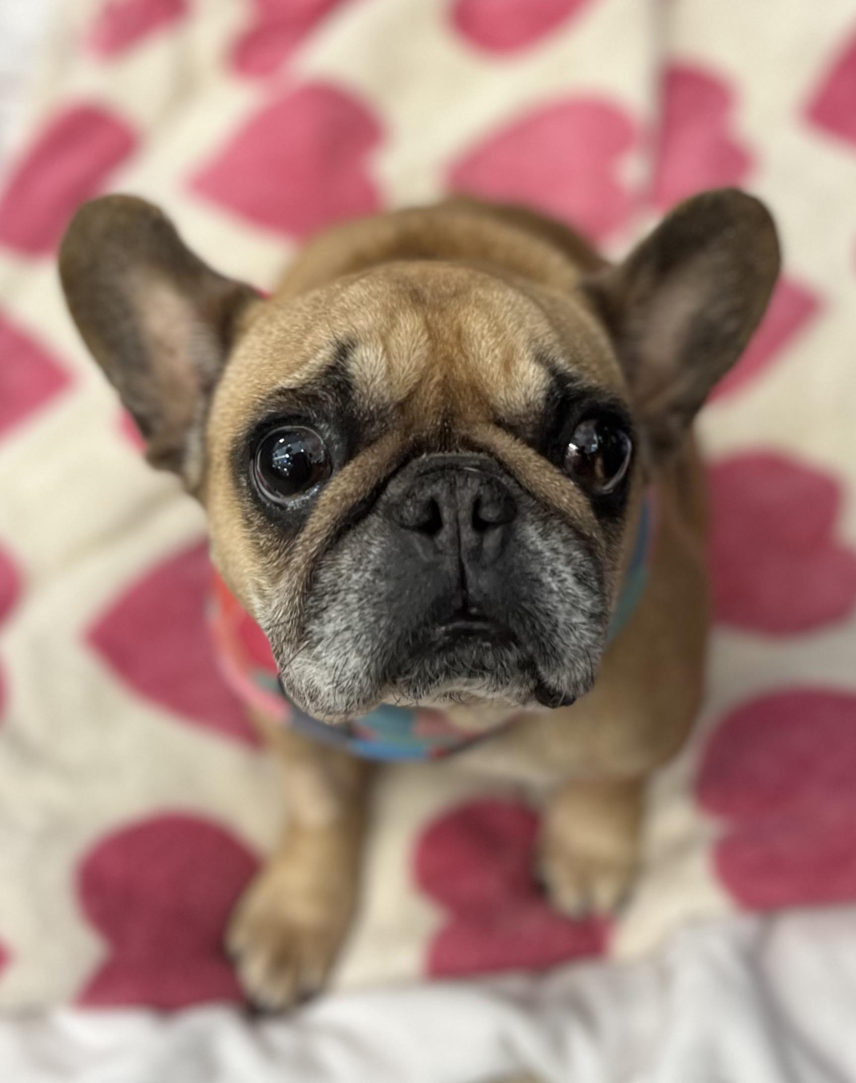 Francine, adopted, Senior Female French Bulldog.