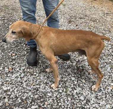 Enlarge Rusty, a Adoptable mixed breed in Mandeville, LA image 6/6