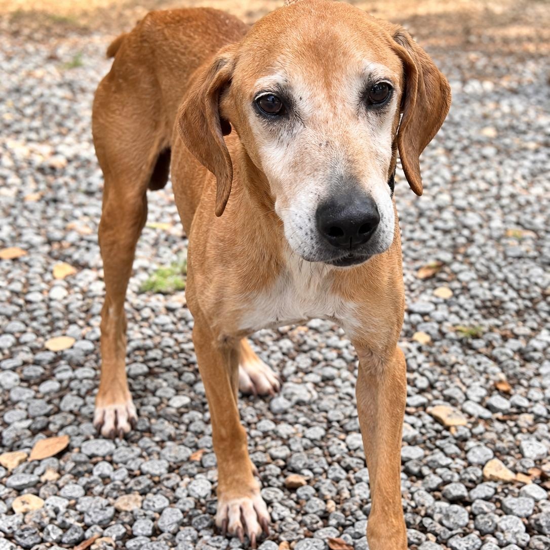 Enlarge Rusty, a Adoptable mixed breed in Mandeville, LA image 1/6