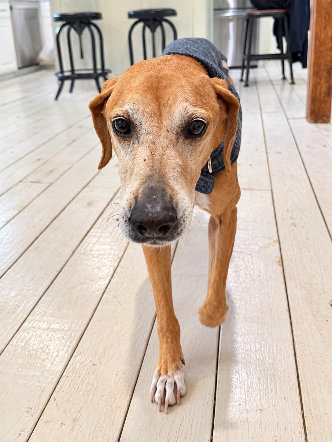Enlarge Rusty, a Adoptable mixed breed in Mandeville, LA image 2/6