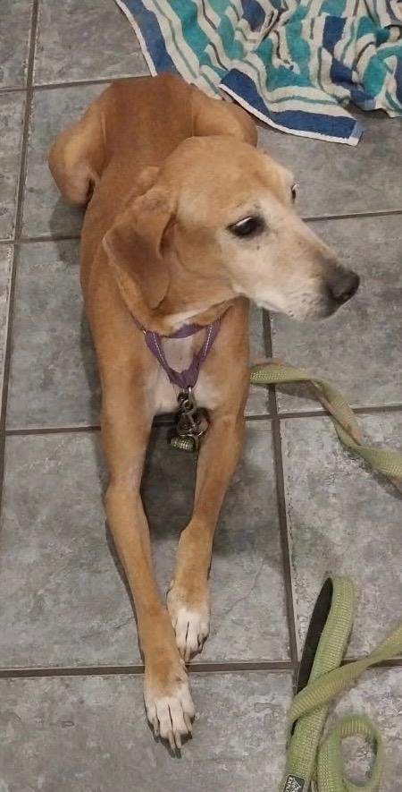 Enlarge Rusty, a Adoptable mixed breed in Mandeville, LA image 3/6